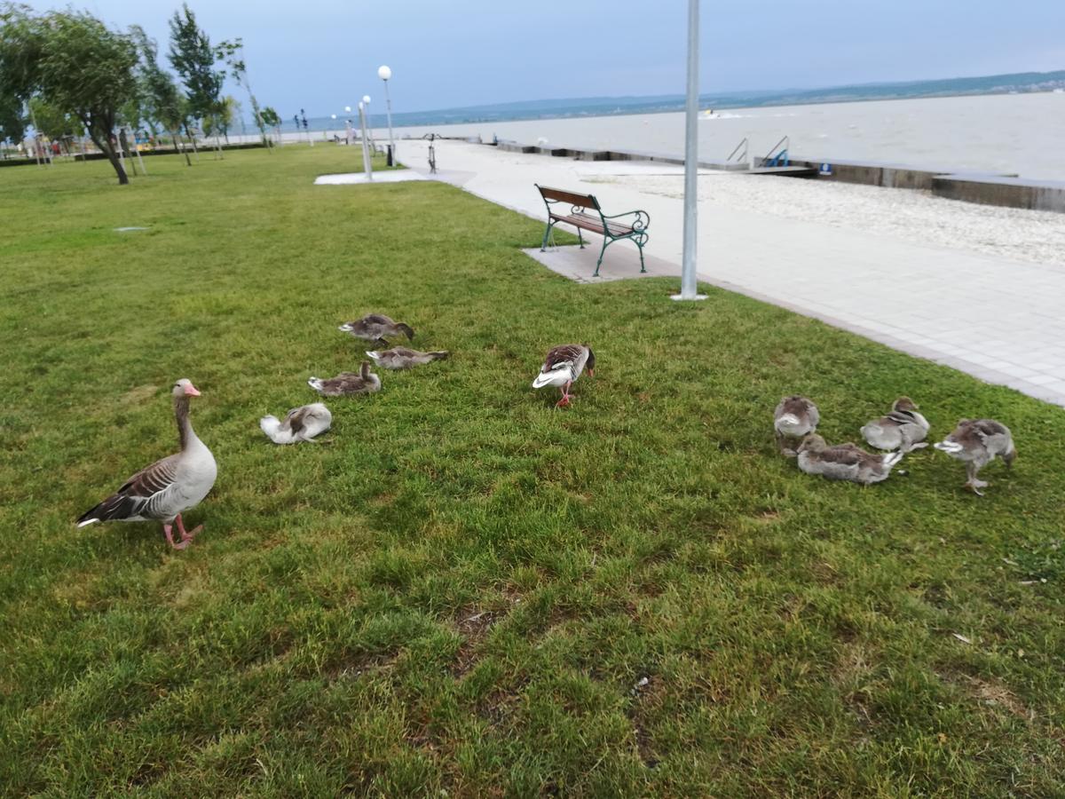Ferienwohnungen Feldsee イルミッツ エクステリア 写真